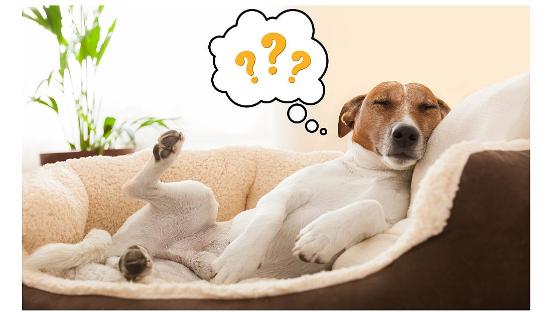 What do Dogs dream about