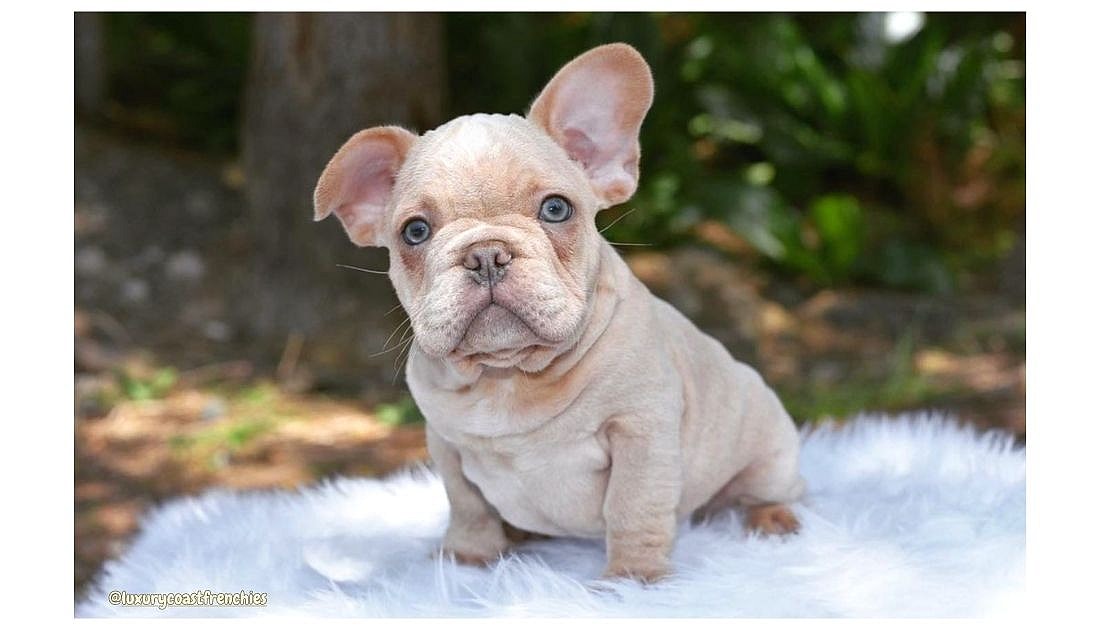 an isabella french bulldog