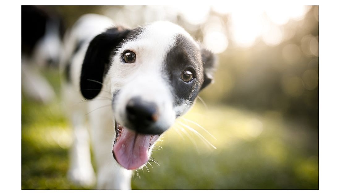 Dog Names Starting with J