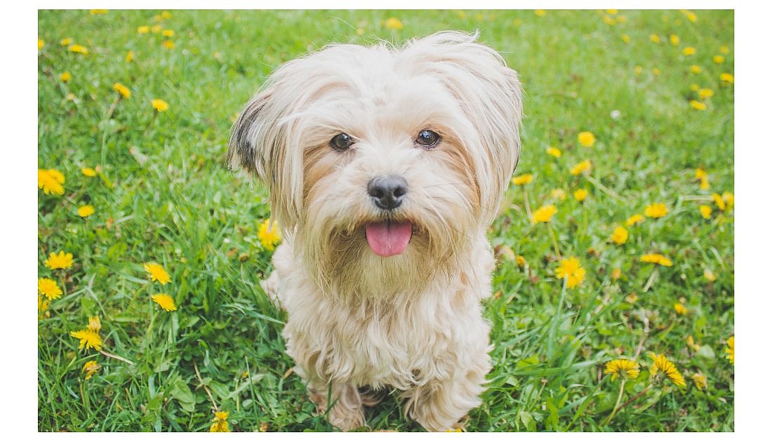 Dog Names: Dog Names That Start With 'R'