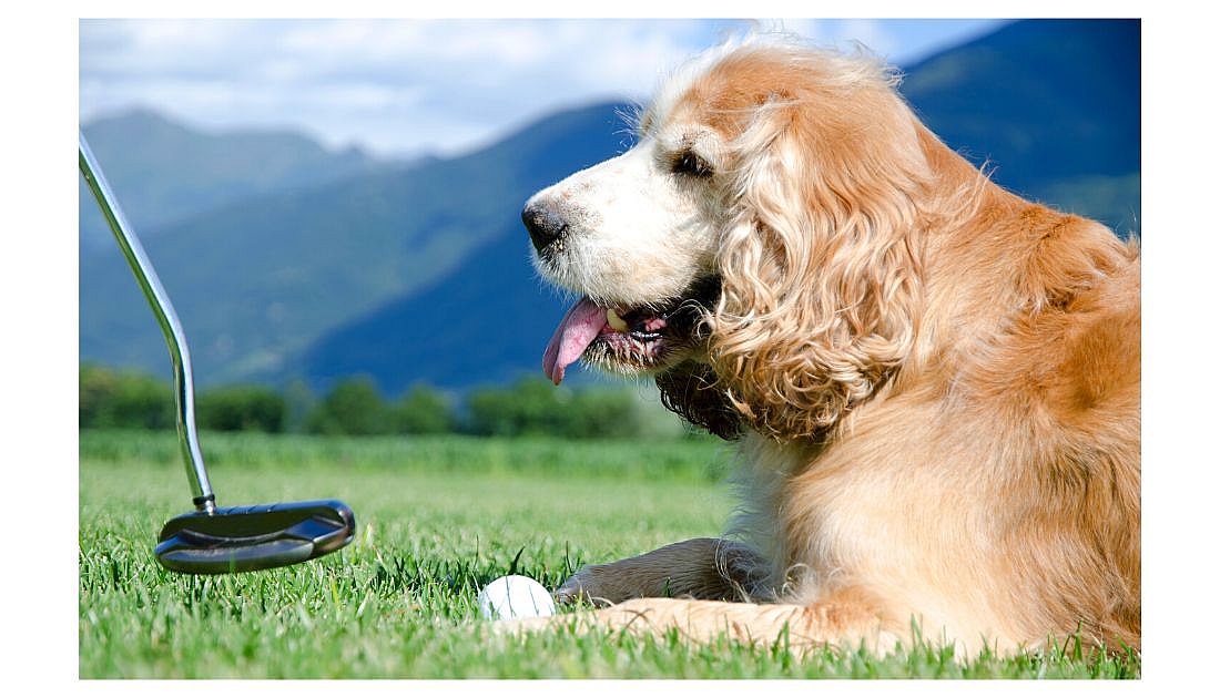 Golf Related Dog Names
