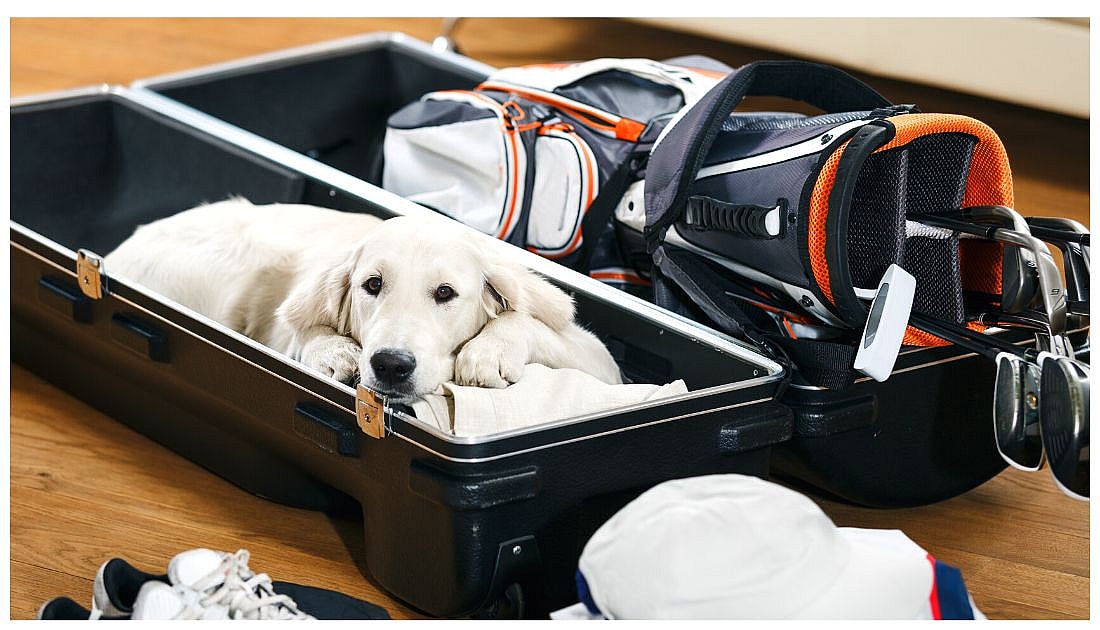 Golf Related Dog Names