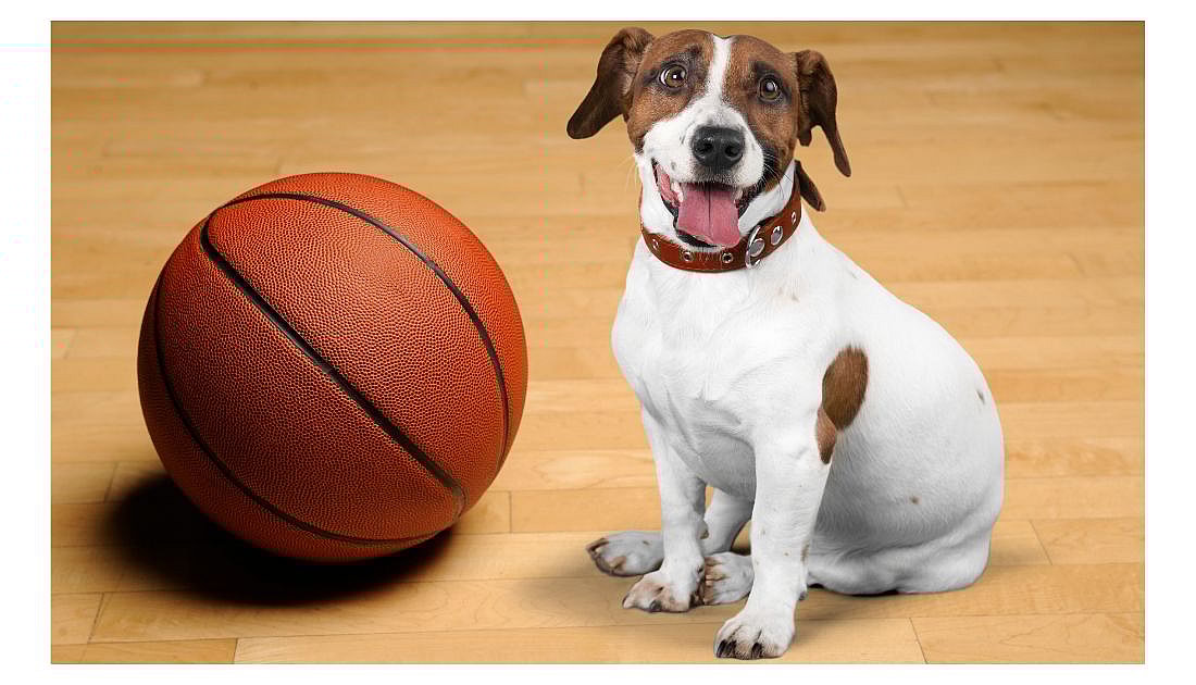 sporty dog names for boys. Dog with basketball