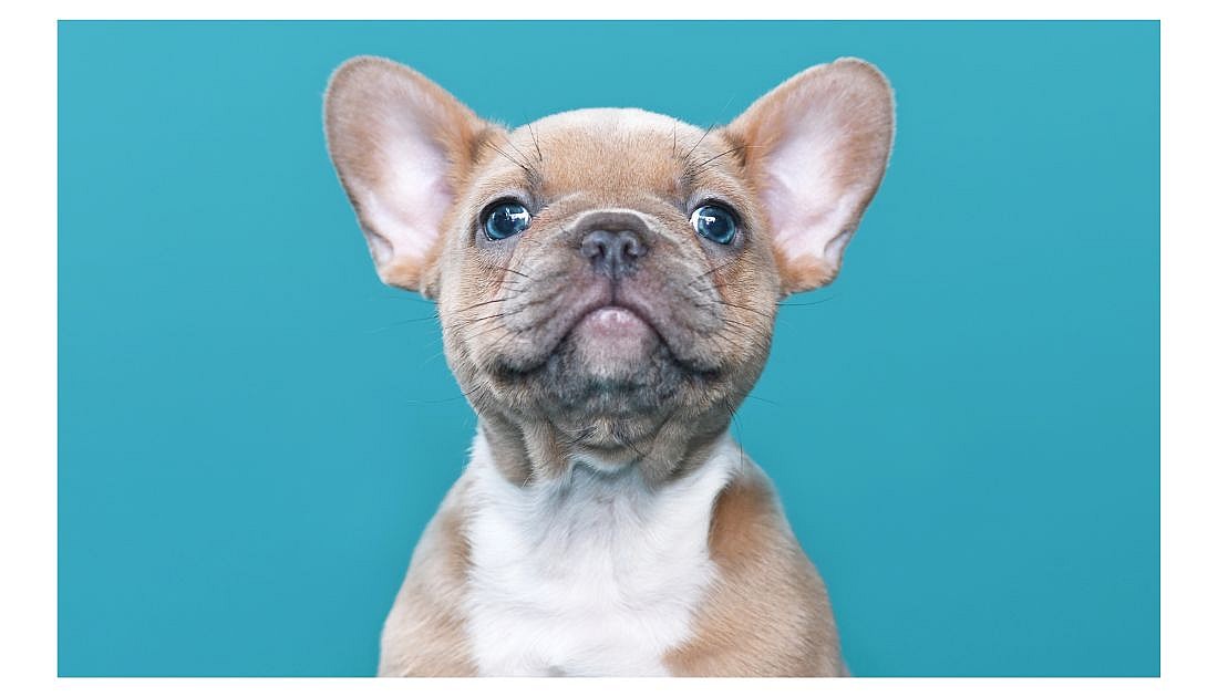 a blue fawn frenchie