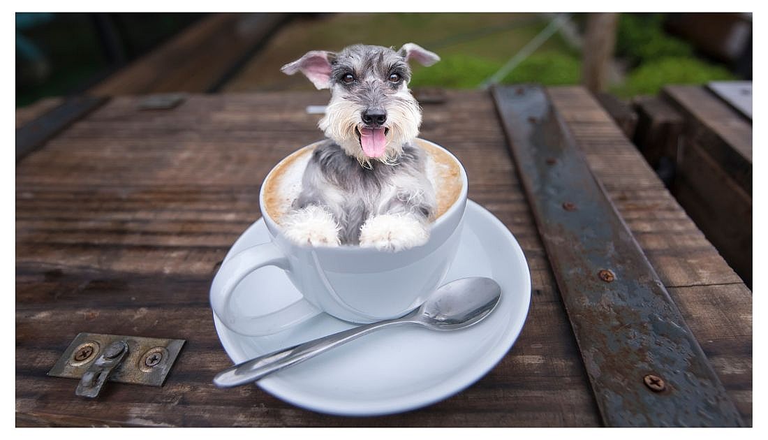 Coffee Names for Dogs