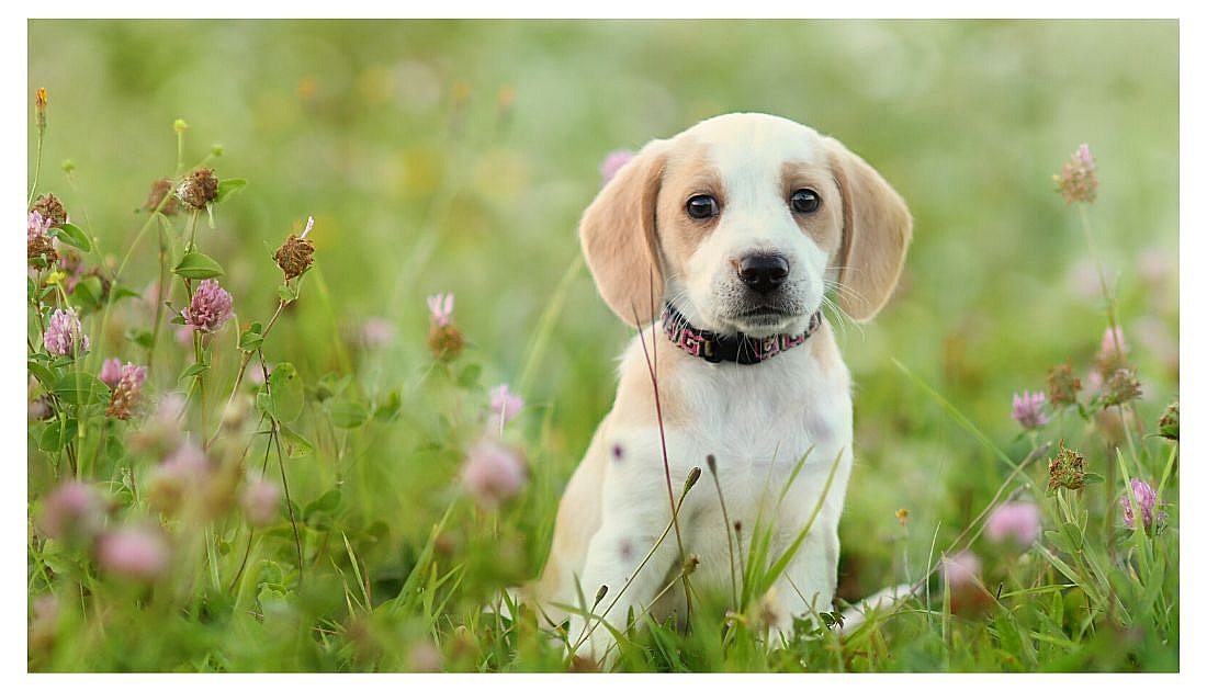 dog names starting with f