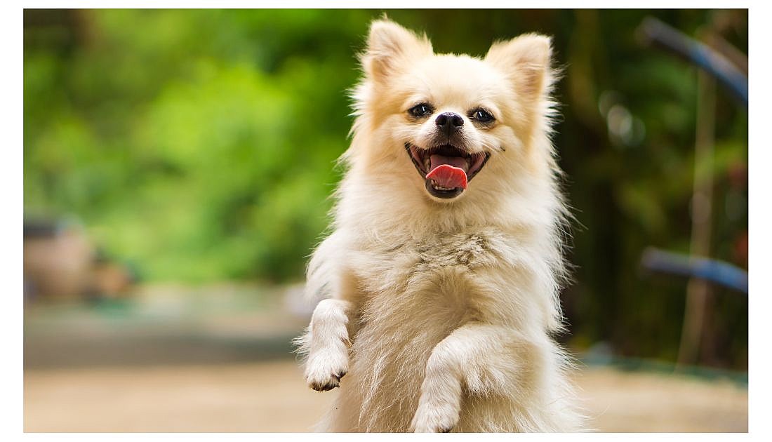 Dog Names that Start with T