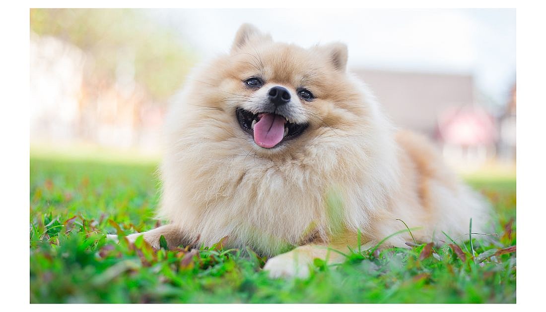 Pomeranian Names