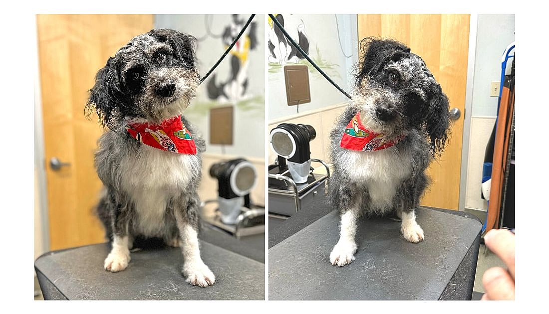 Sitting with dogs: Ella