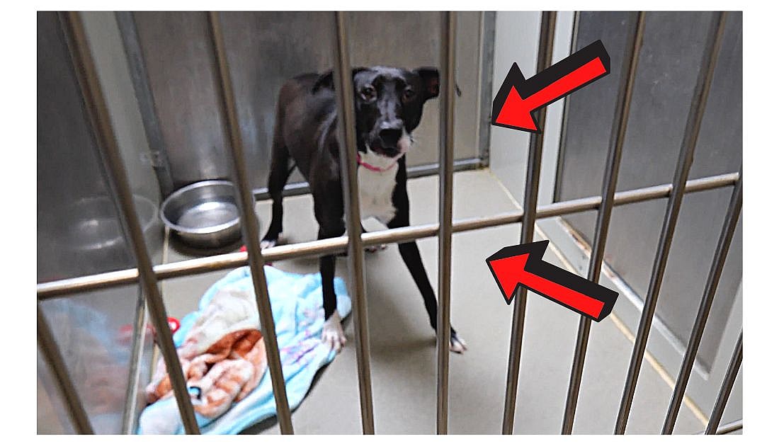 How to Calm Your Reactive Dog