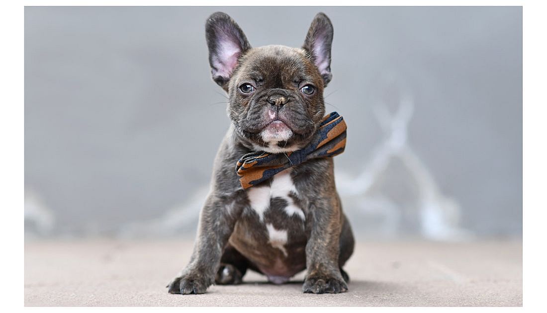 Brindle French Bulldogs