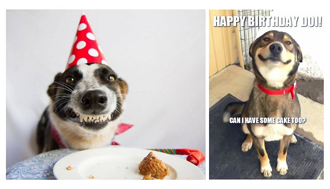 Dog Birthday Memes