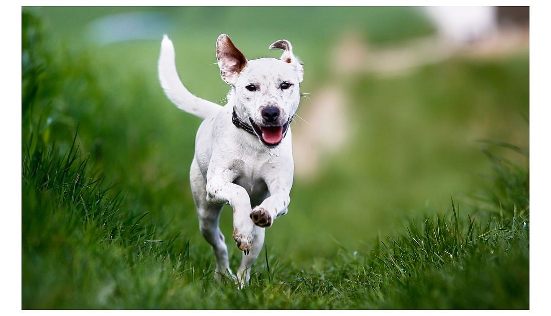 Dog Names That Start With H