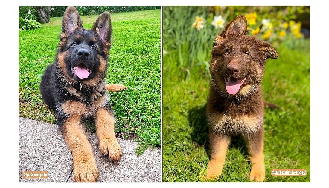Fluffy German Shepherds