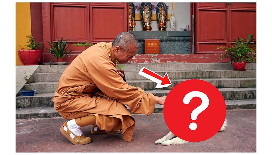 This Dog Breed Is Sacred To Tibetan Monks: Lhasa Apso
