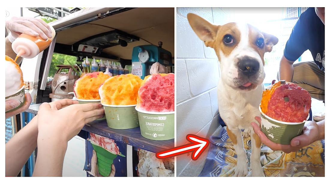 Shaved Ice for Shelter Dogs in Hawaii