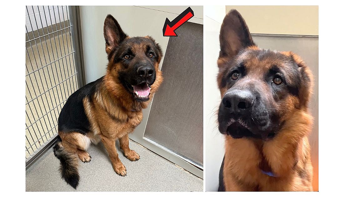 One-Eared German Shepherd