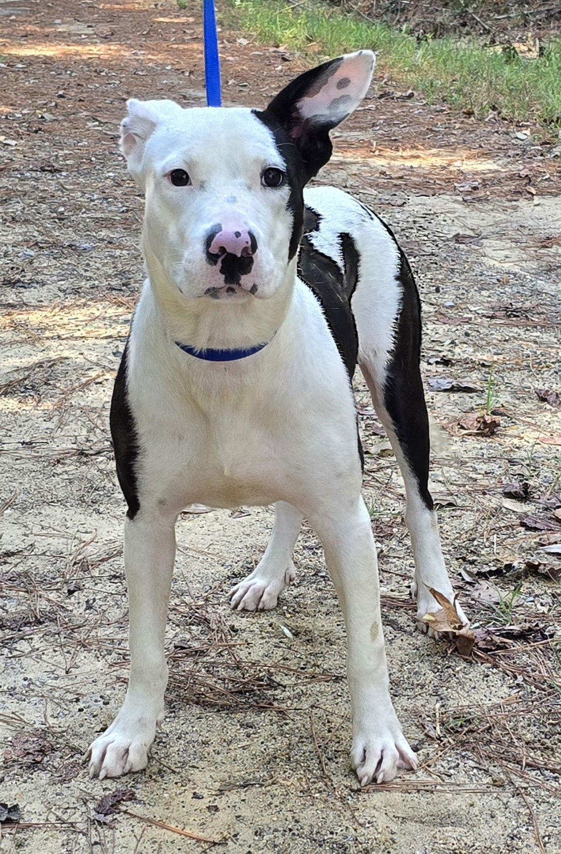241309 Jimbo