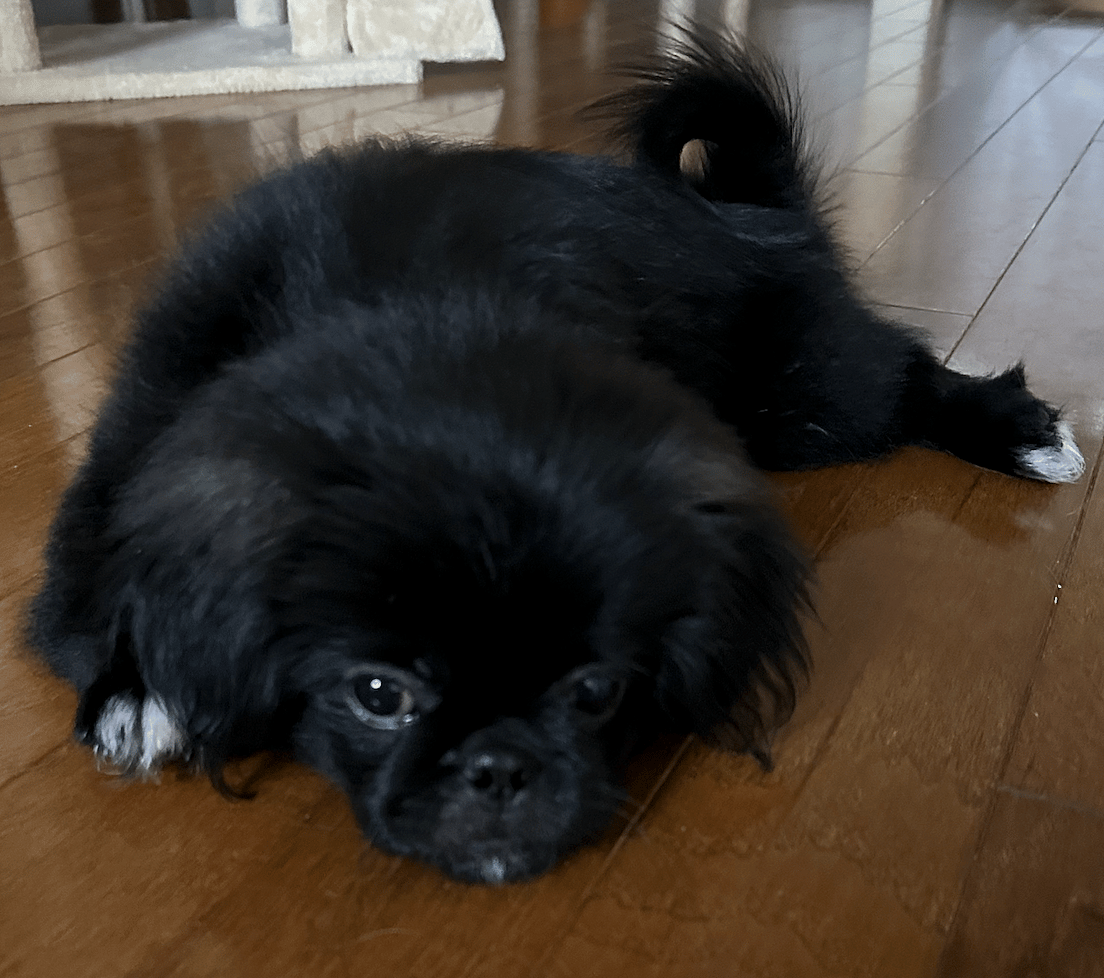 Aries - Peke Puppy(ADOPTION PENDING) - Pekingese