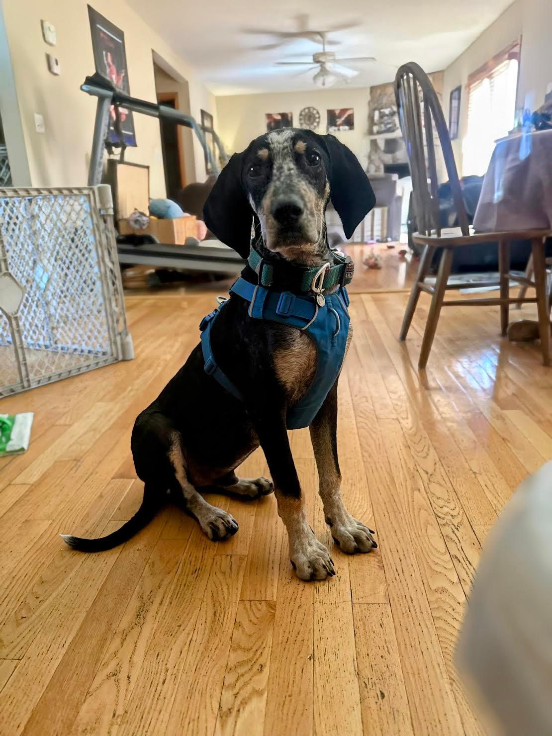 Tad Arthur - Bluetick Coonhound