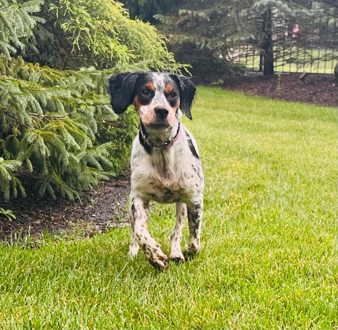 Delta - English Setter
