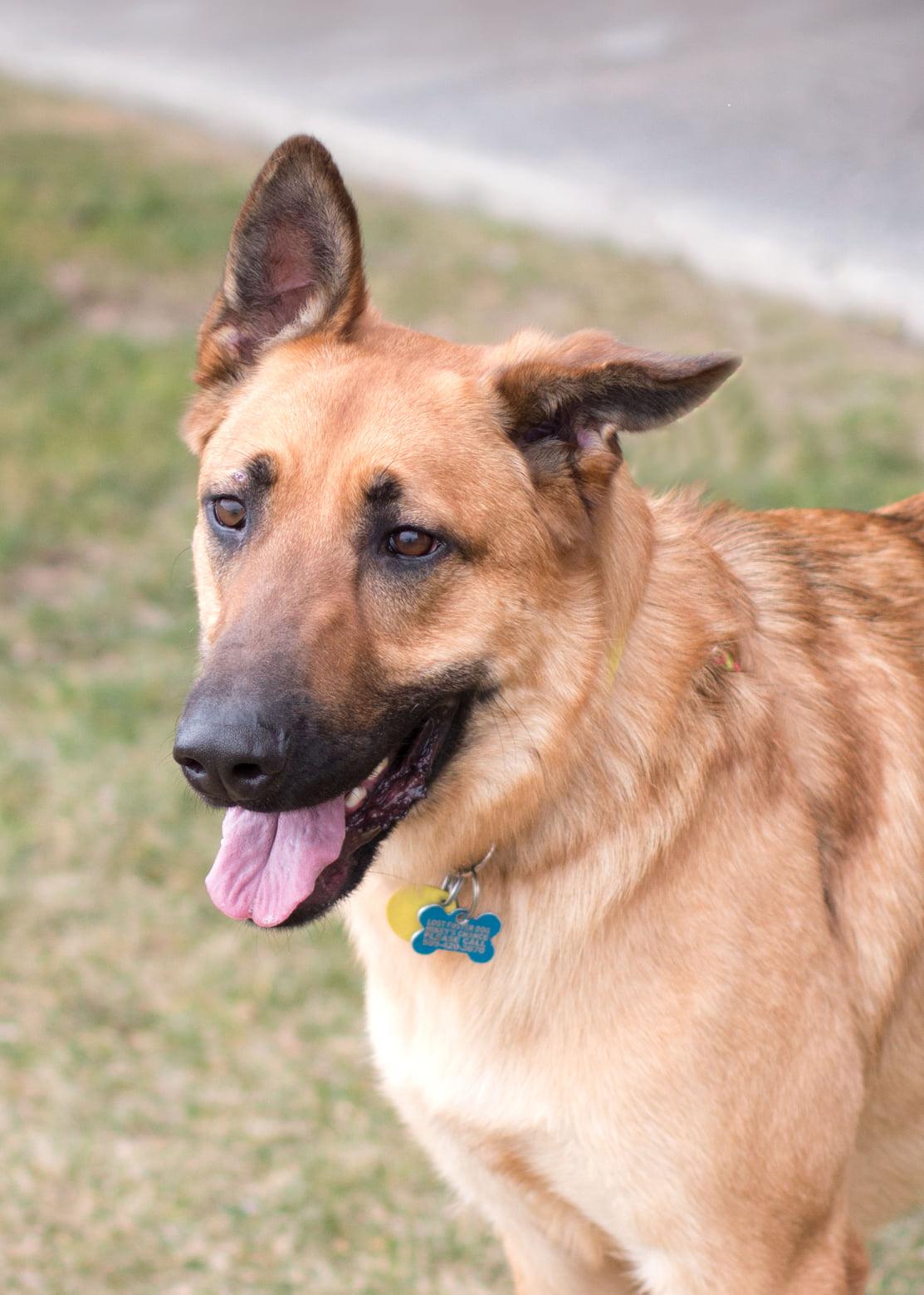 German Shepherd Beaten in Divorce Drama Still Searching for Home After 2 Years