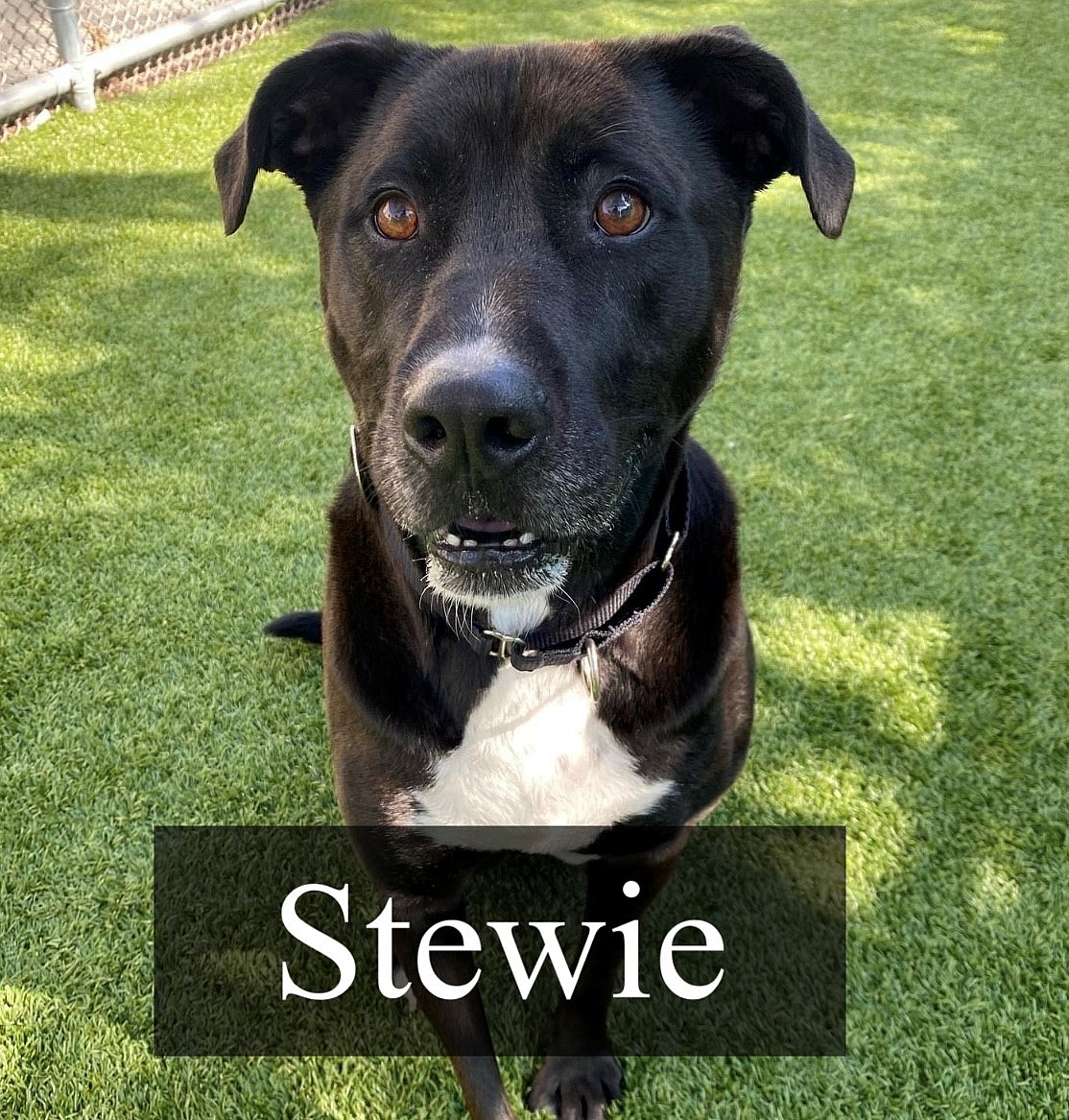 Stewie up for Adoption