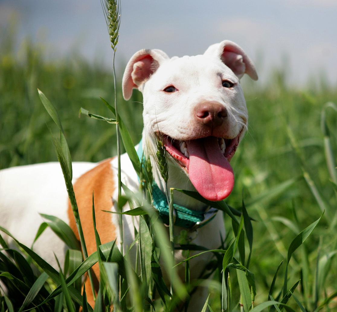 pitbull ban