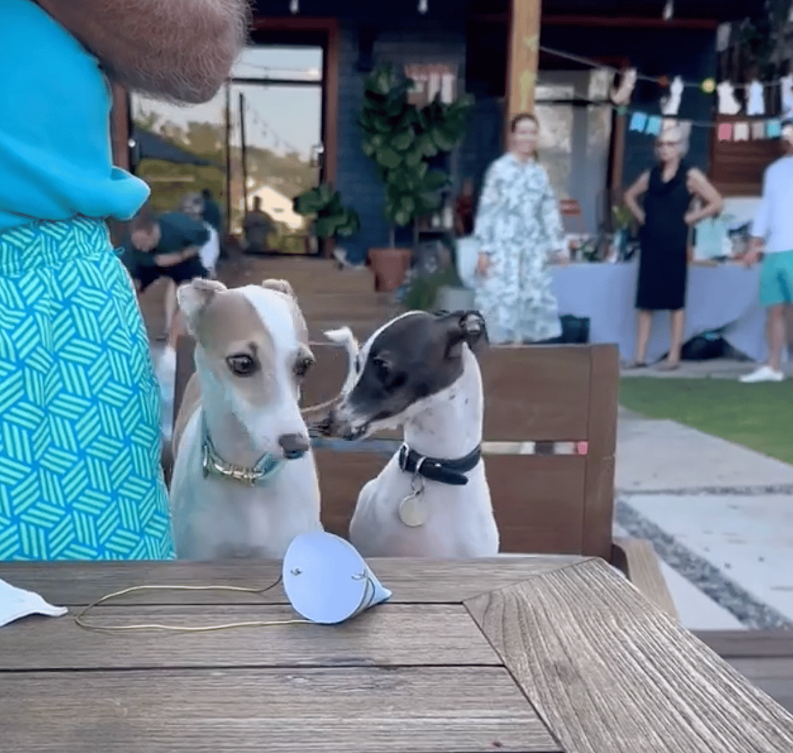 Bark-Worthy Bash! Italian Greyhound’s Birthday Party Is What Dog Dreams Are Made Of