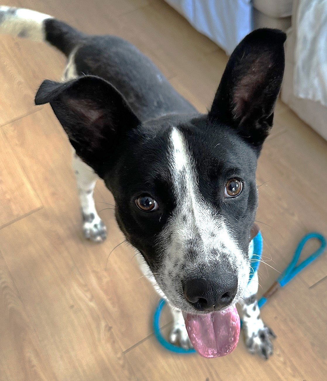 Grady SCAS - Labrador Retriever