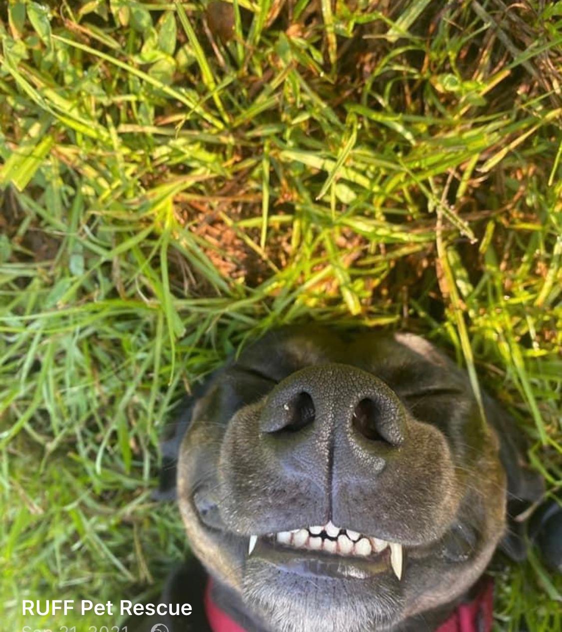 Benji
