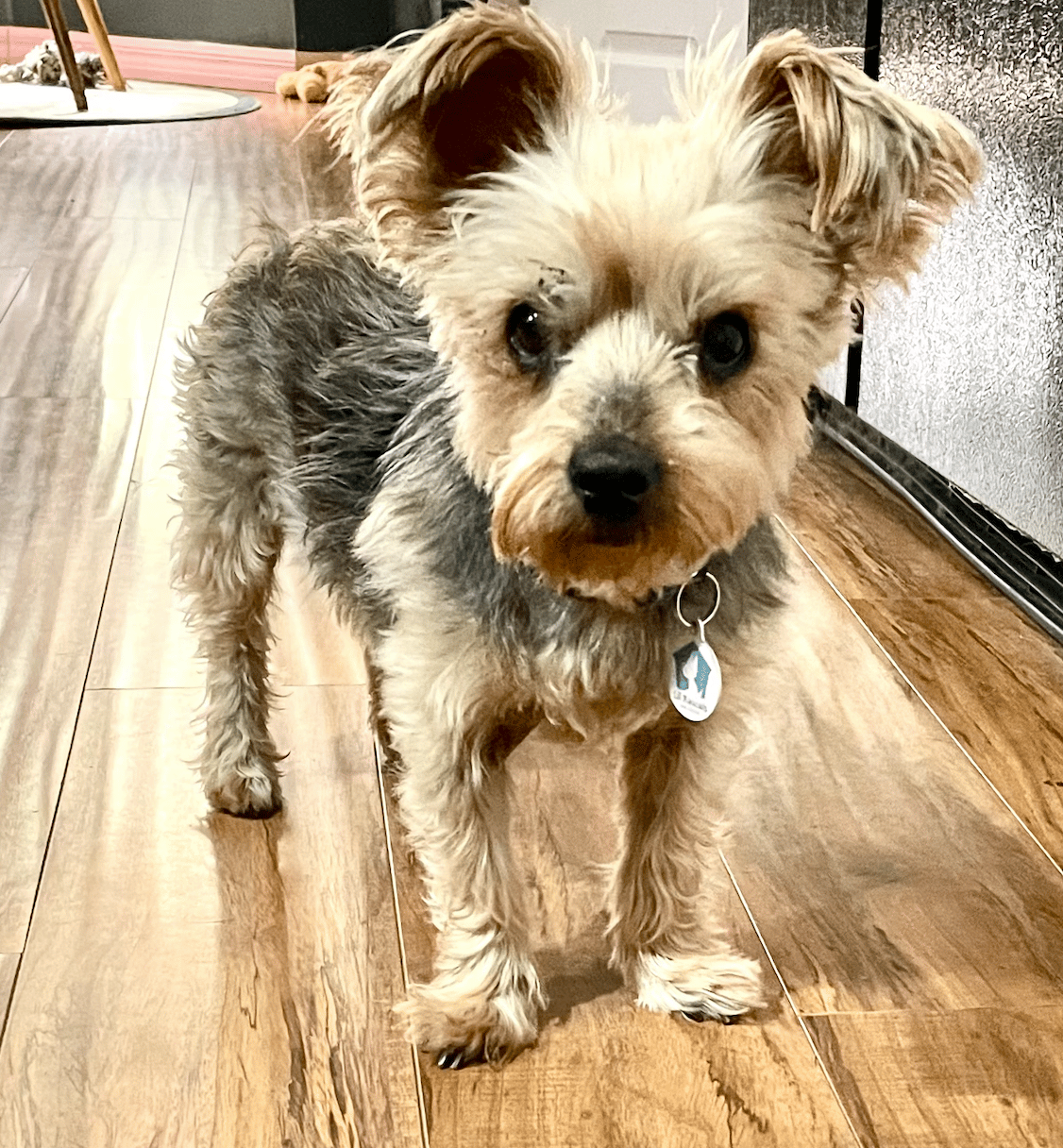 Candy ADOPTION PENDING - Yorkshire Terrier Yorkie