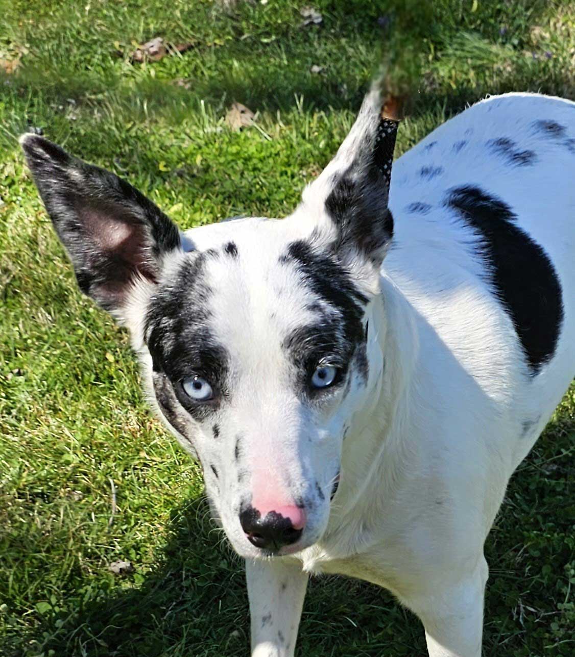 BLUE EYED LOLA