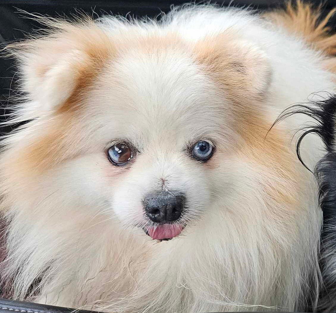 Mr. Marshmallow McFlurry D6023