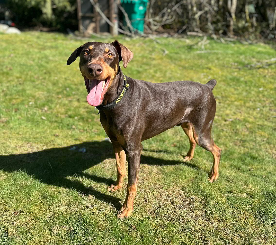 Copper - Doberman Pinscher