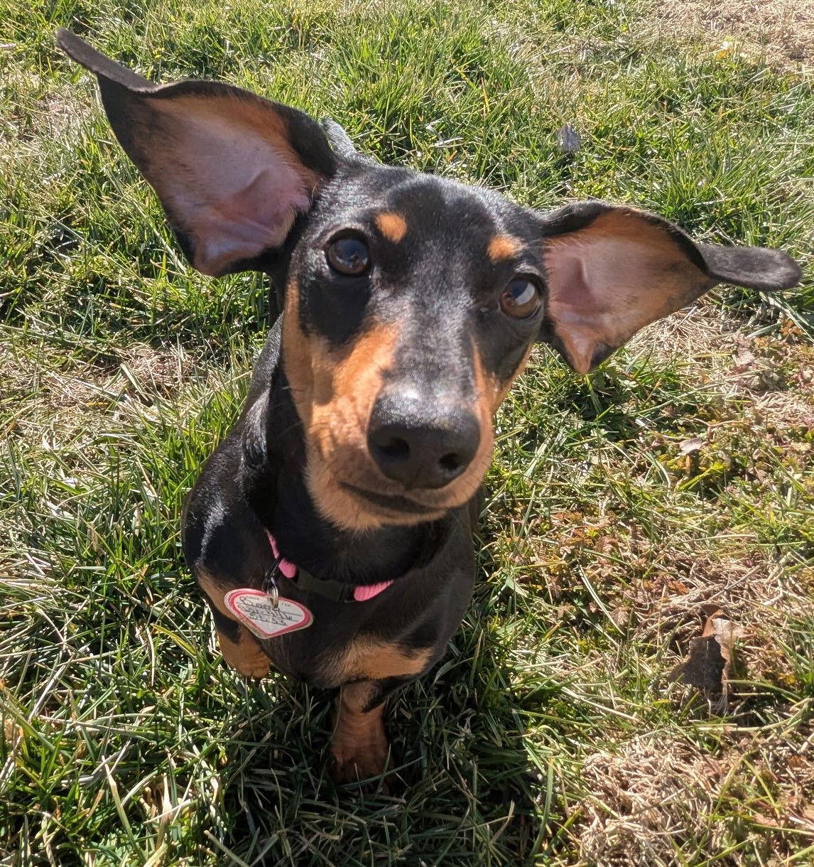 Boop aka Betty Boop in TN - Dachshund