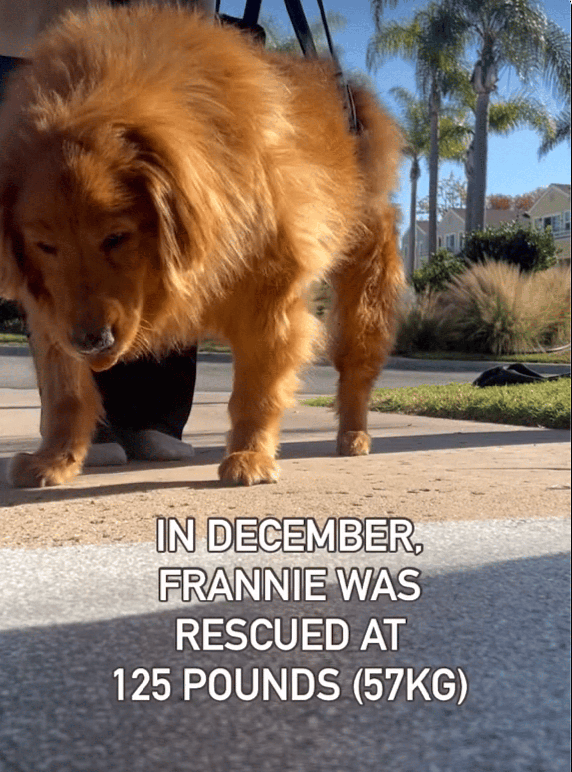 This Golden Retriever Was on the Brink of Euthanasia — See Her Stunning 50-Pound Transformation