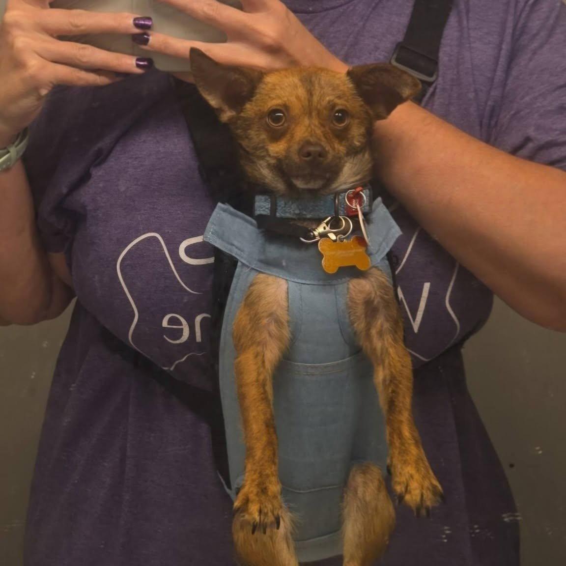 Taquito - Chihuahua