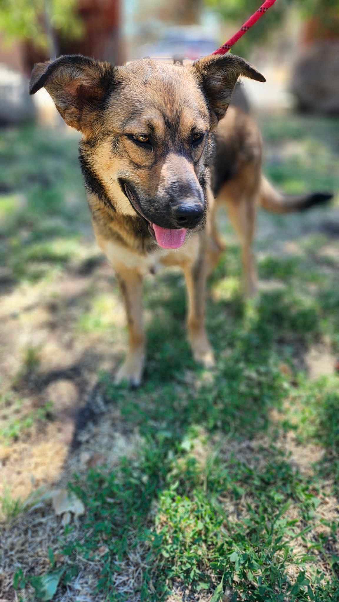 Canelo - Shepherd