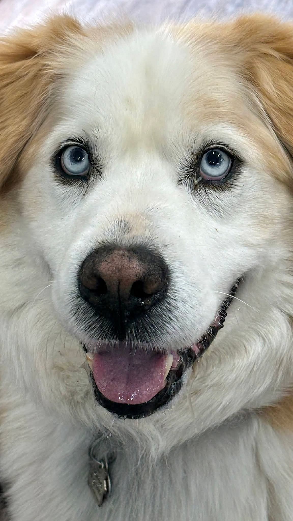 Darwin - Golden Retriever