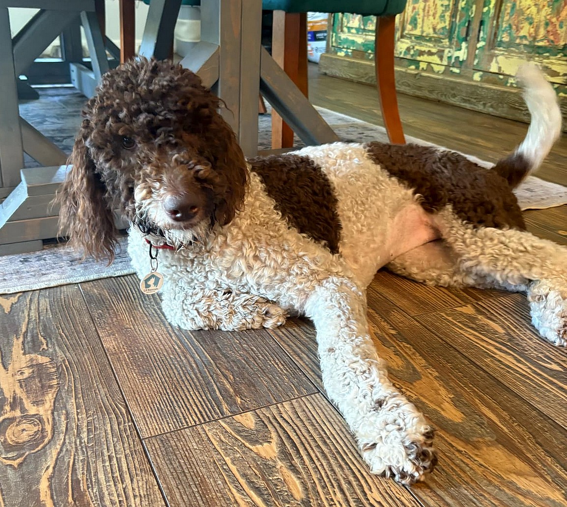 S'mores (Must be adopted with Silly)