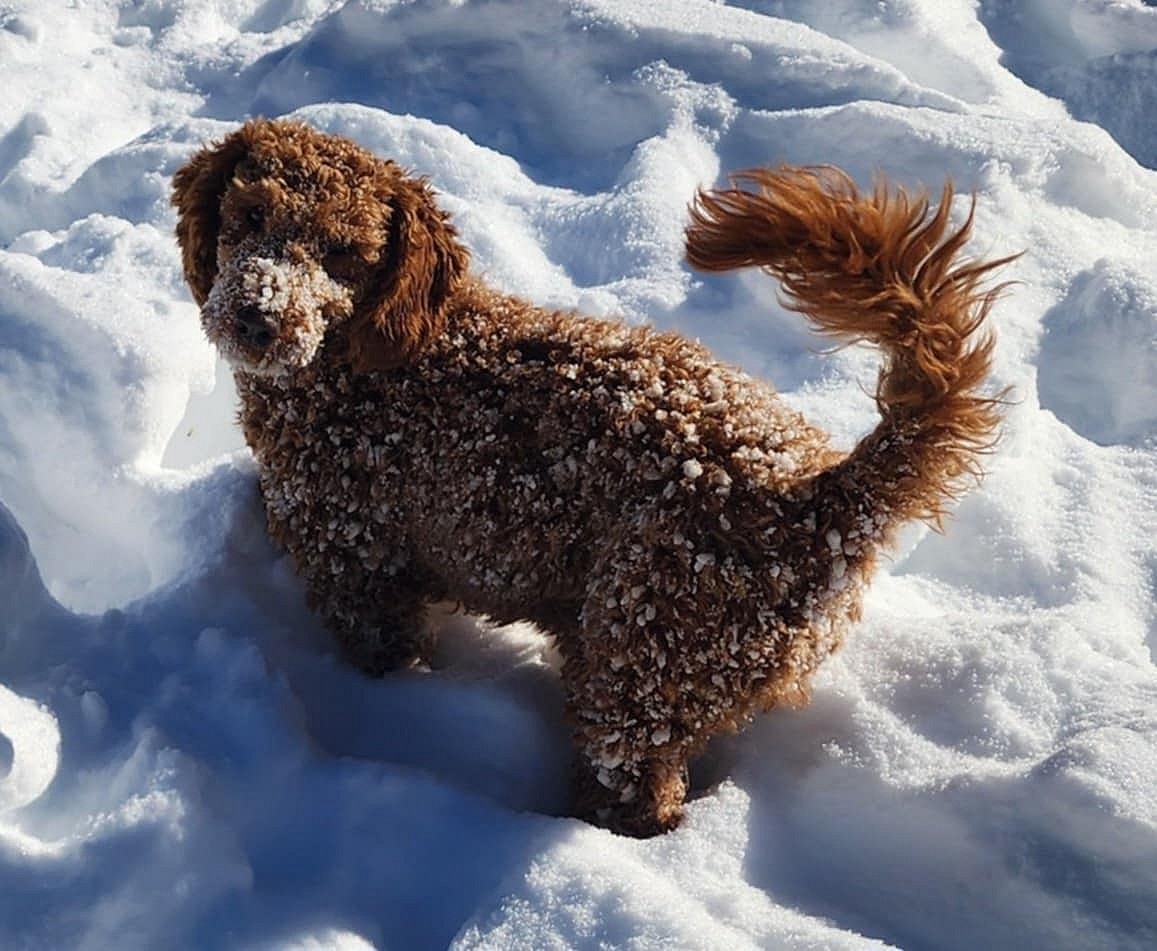 Poppy - Poodle (unknown type)