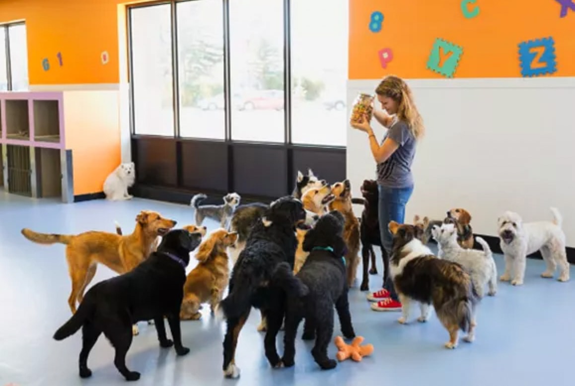 animal  shelter jobs