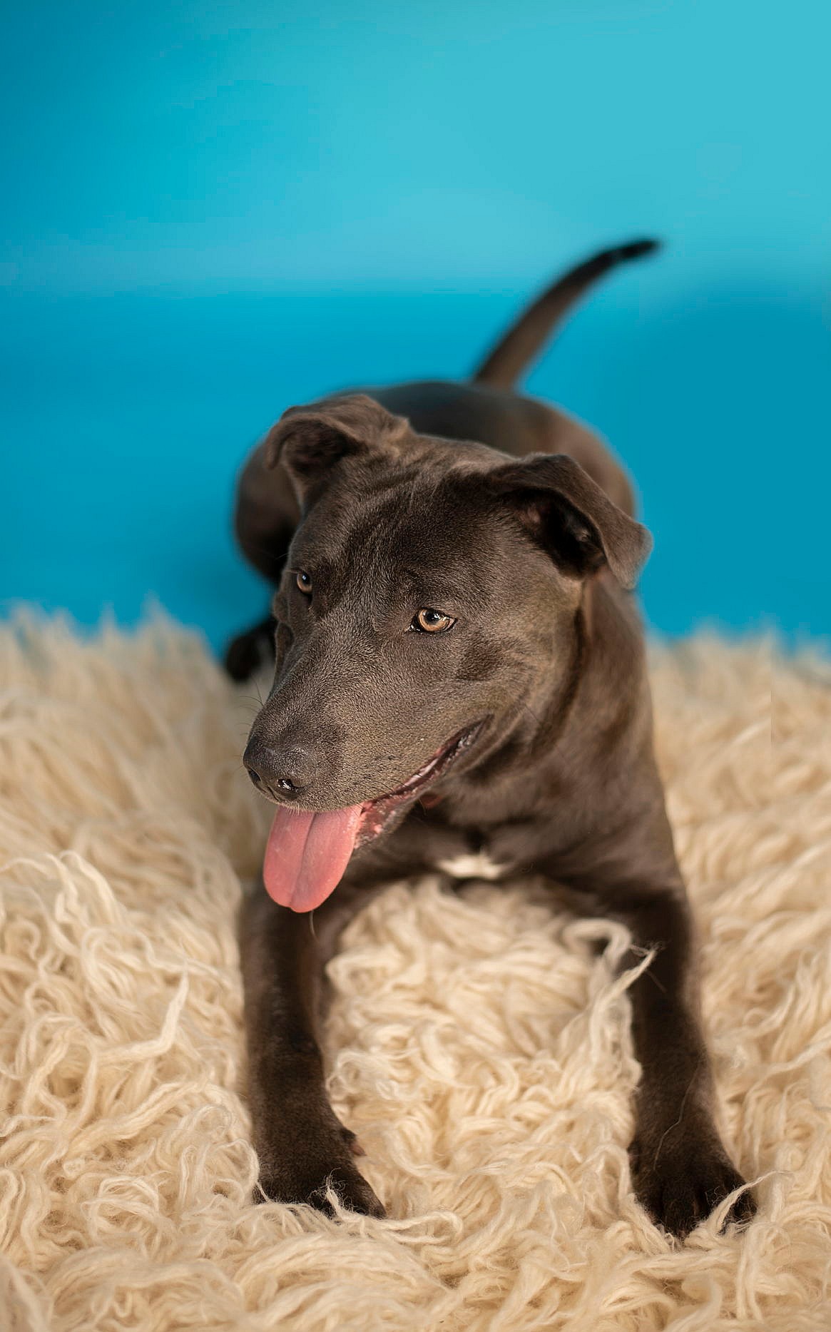 Goose - Name Your Own Adoption Fee!