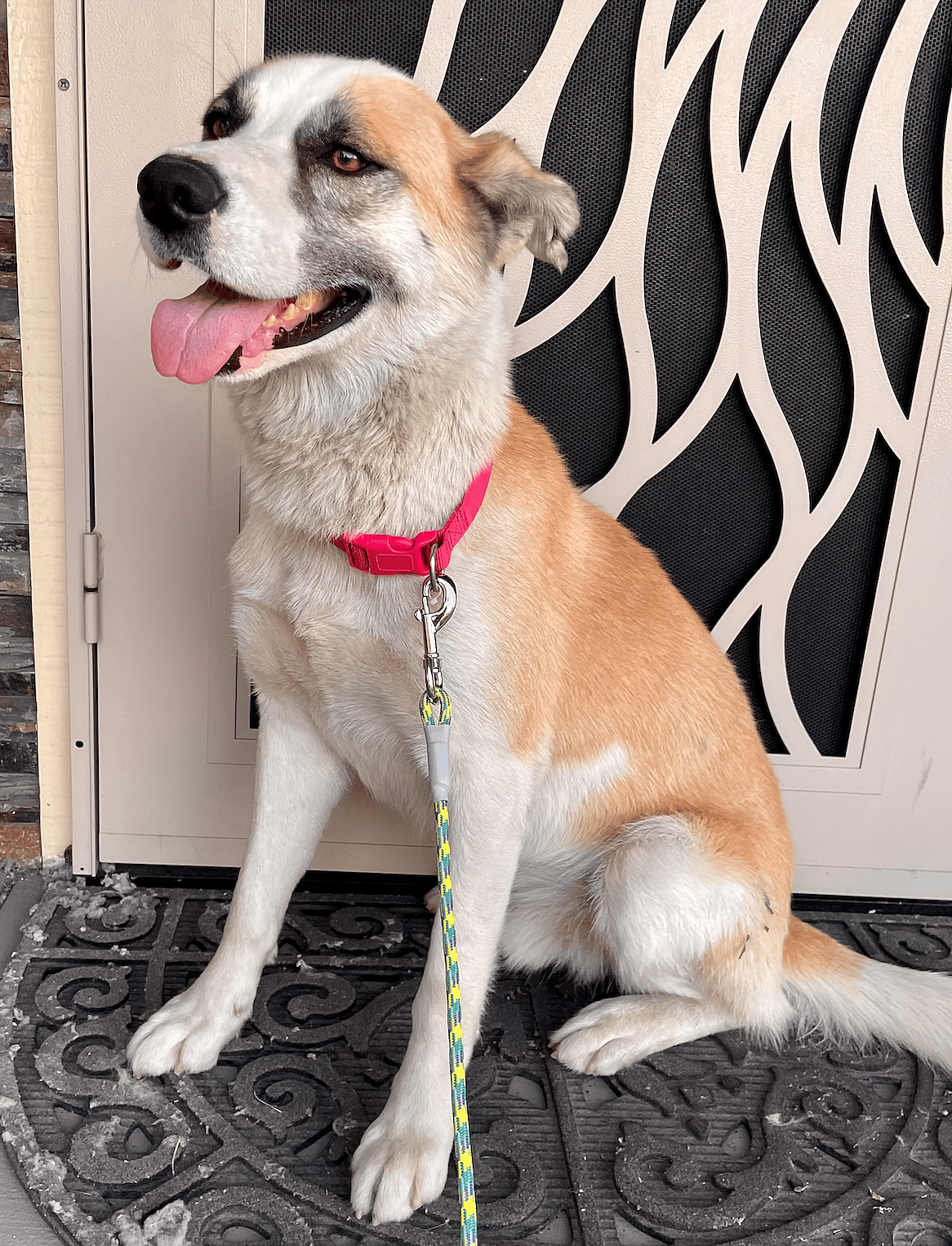 Galan up for Adoption