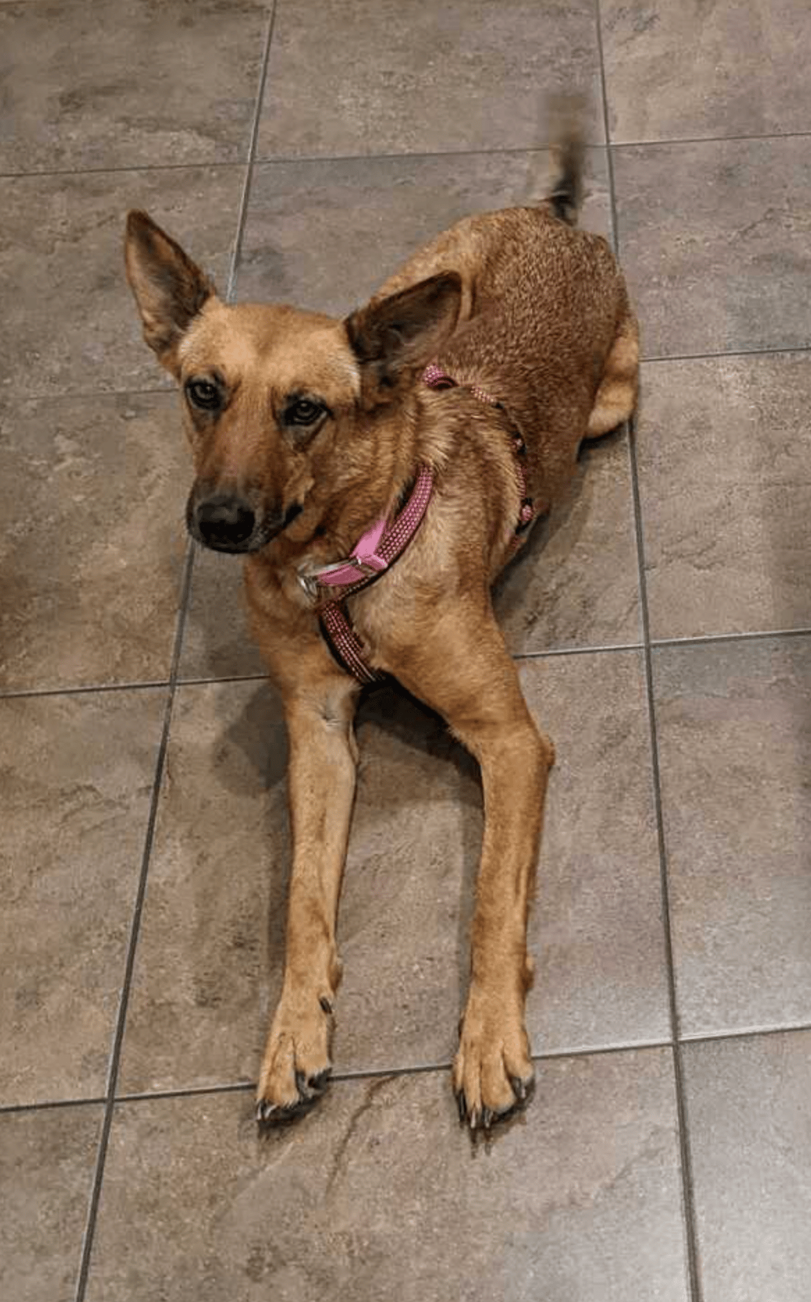 Canela