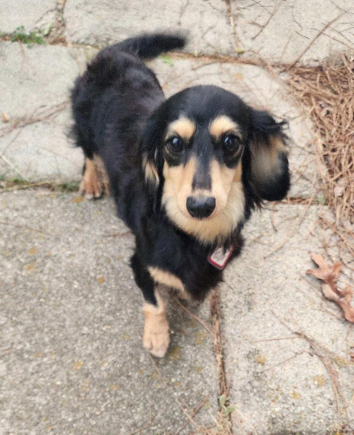 Skylar in TN - Dachshund