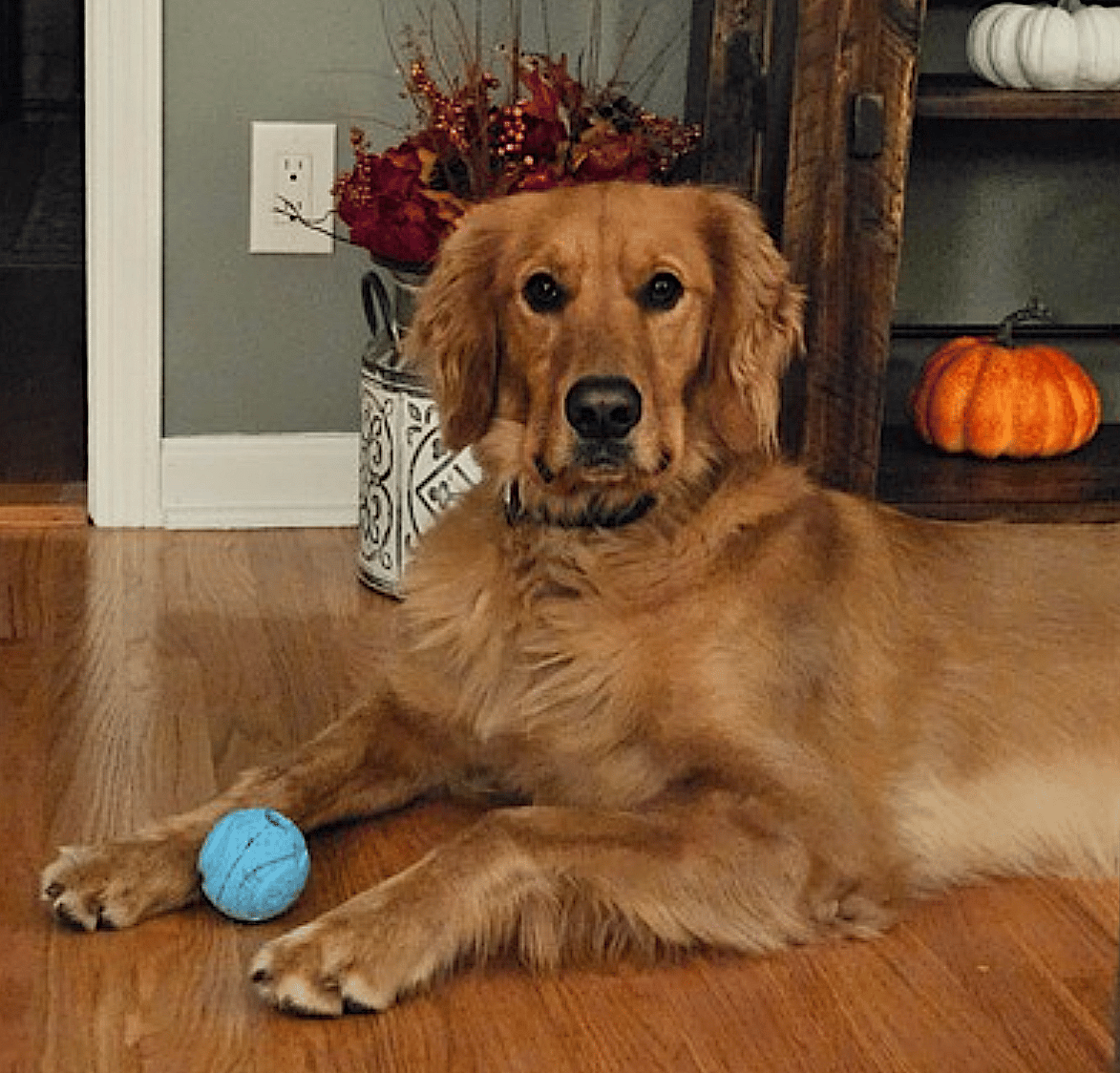 DJ - Golden Retriever