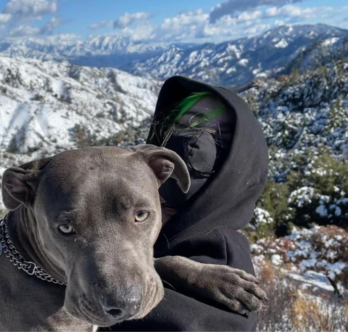 Celebrities Own Pitbulls - billie eilish and her dog