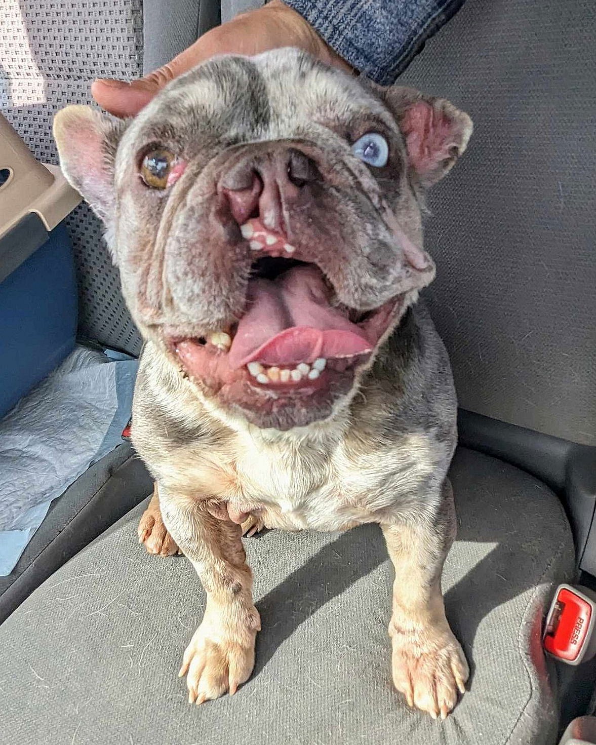 Mabel - French Bulldog